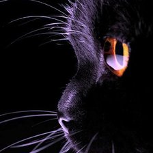 черная кошка