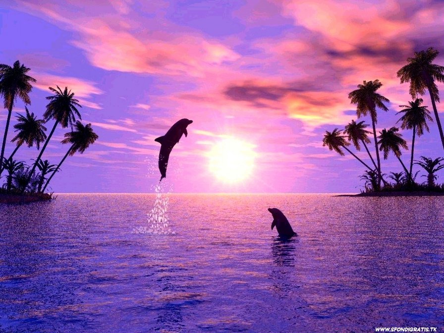 дельфинчики на закате - дельфины, море, закат - оригинал