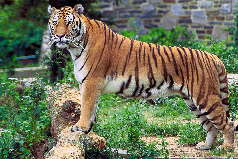 Тигр-р-р-р-р-р..=) - дикая природа, тигр, животные - оригинал