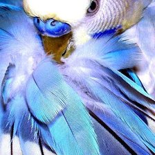 Схема вышивки «Великолепие птиц!!»