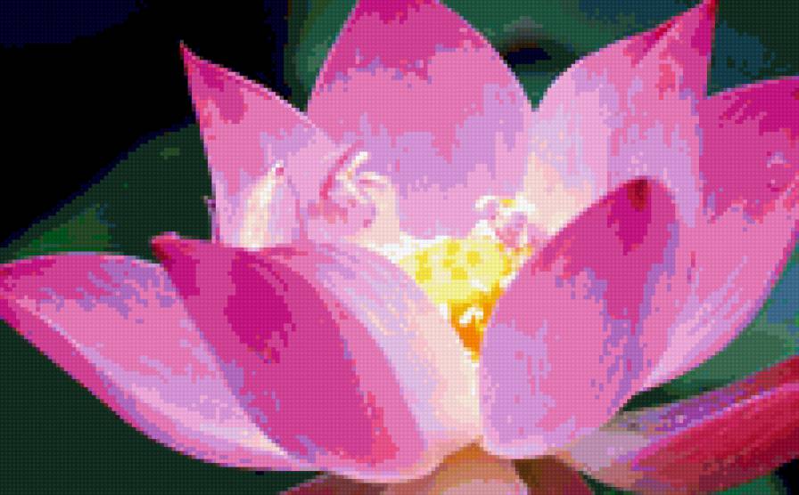 Розовая нежность - цветы - предпросмотр