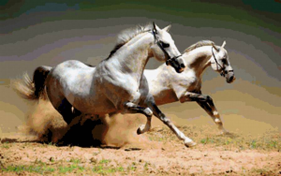 Галоп - животные - предпросмотр