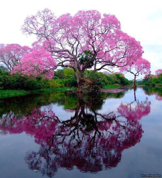 Дерево в цвета - пейзаж, красота, озеро, природа - оригинал