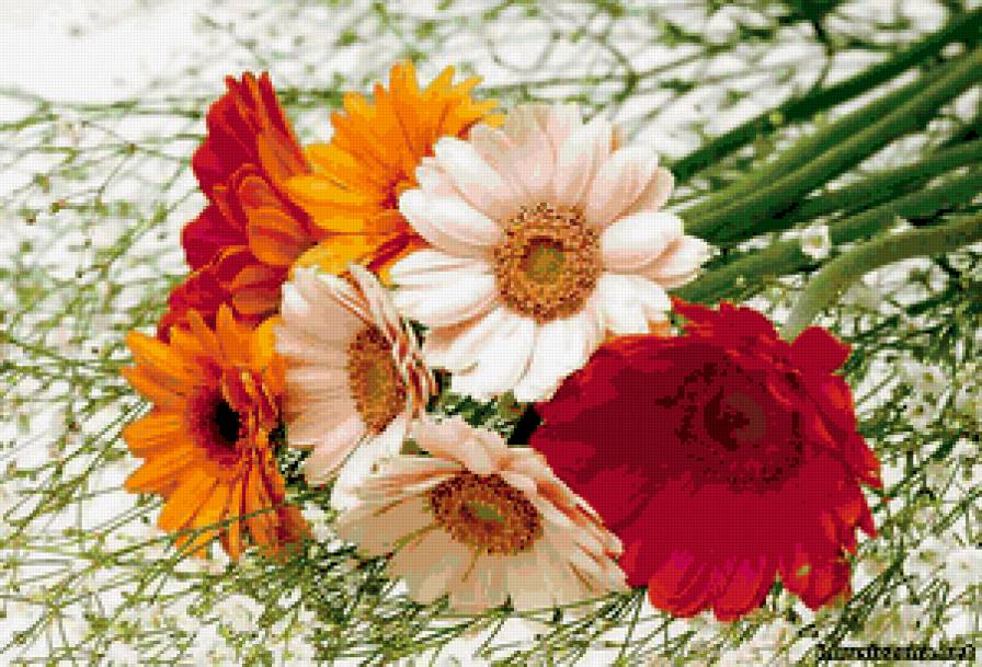 герберы - цветы - предпросмотр