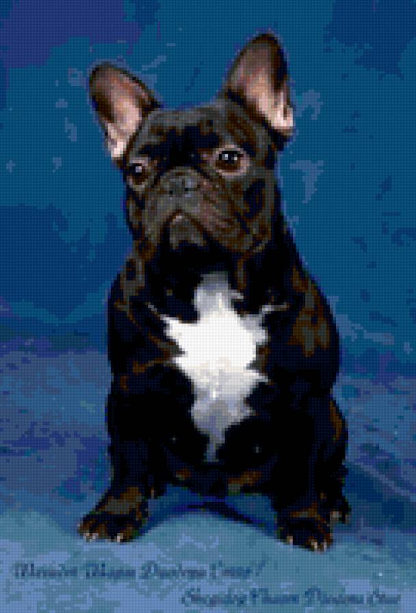 французишка - животные, собака - предпросмотр