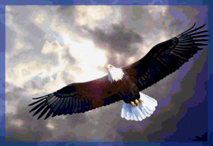 полёт орла - птицы - предпросмотр