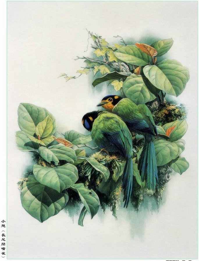 райские птички - птицы - оригинал