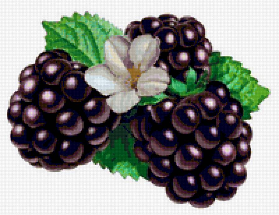 ежевика - ежевика ягоды - предпросмотр