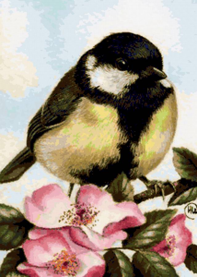 синица - птицы - предпросмотр