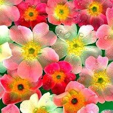 Схема вышивки «№177555»