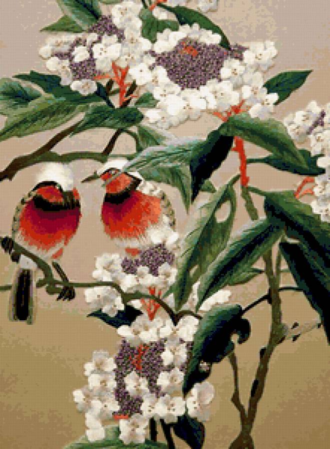 райские птички - птицы - предпросмотр