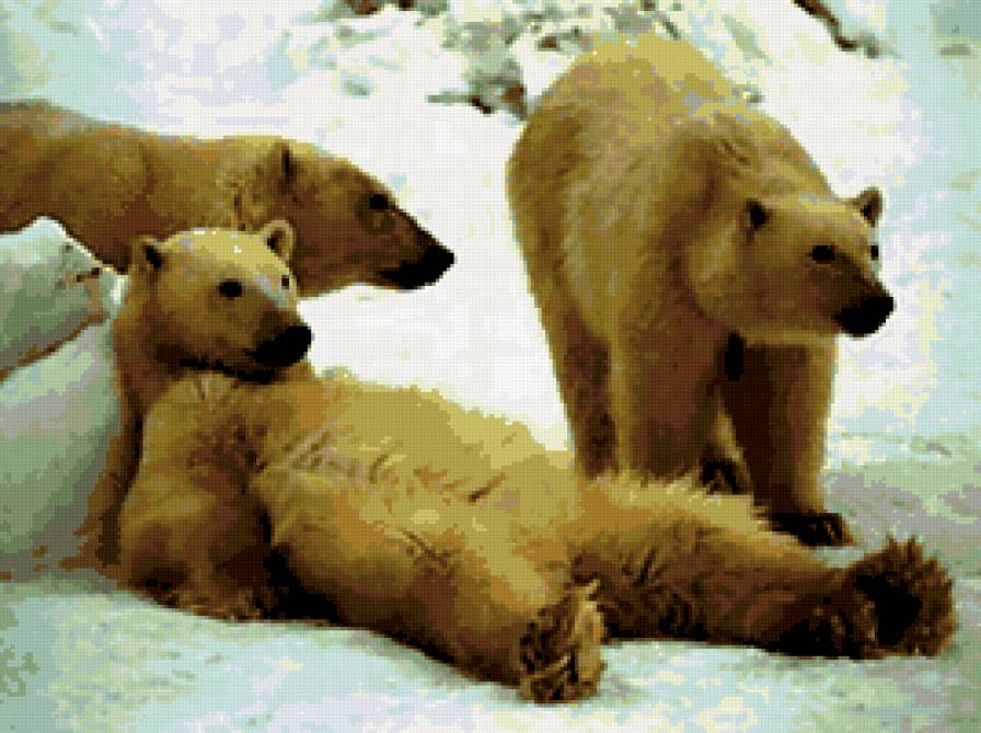 №177695 - снег, животные, медведи - предпросмотр