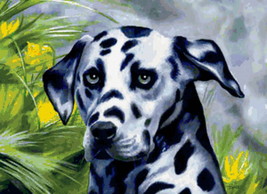 №177805 - животные, собака - предпросмотр