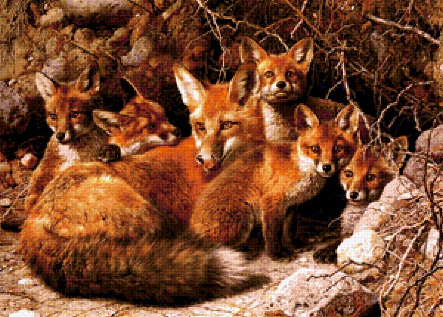 рыжее семейство - лисы, животные - предпросмотр