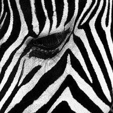 Схема вышивки «blackandwhite»