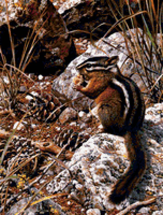 бурундучок - животные, бурундук - предпросмотр