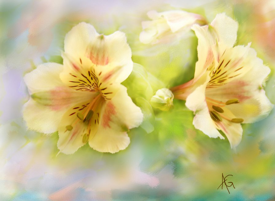 №178142 - цветы - оригинал