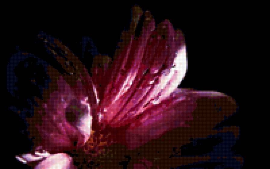 пурпурные росинки - цветы - предпросмотр