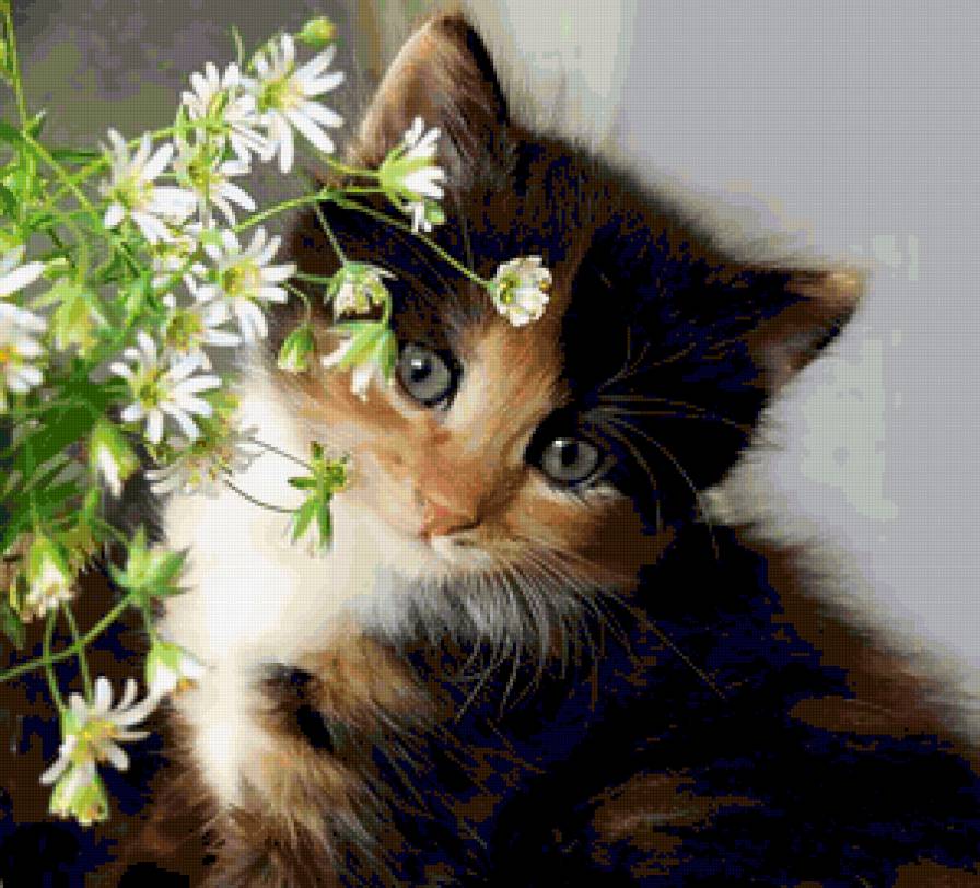 Ромашковый кот - котенок, ромашки, коты, кошки в цветах, животные, котик, котята, кошка - предпросмотр