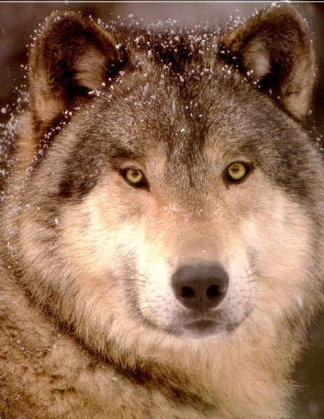 умный взгляд - оригинал