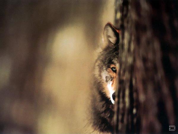 прятки - оригинал