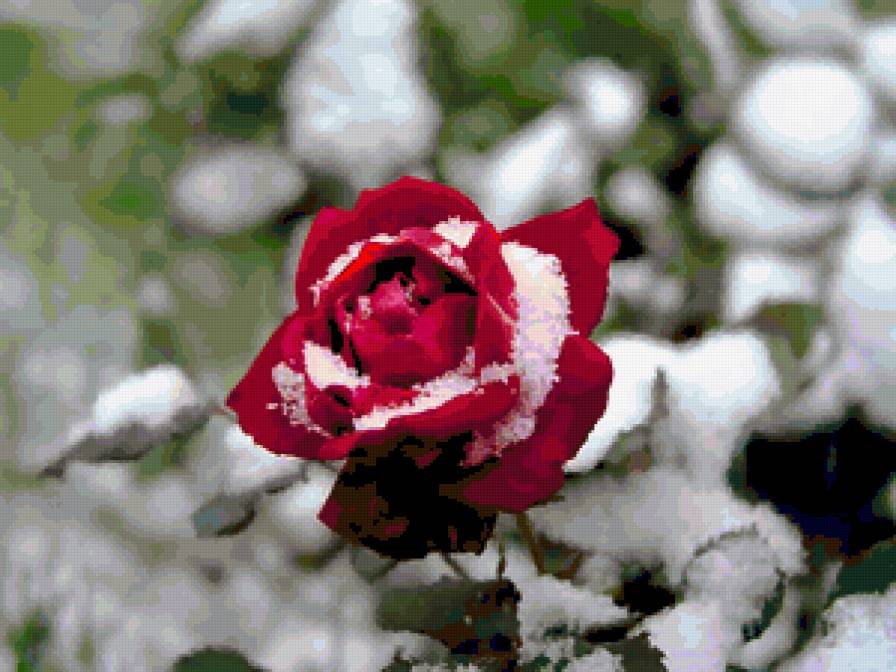 роза в снегу - предпросмотр