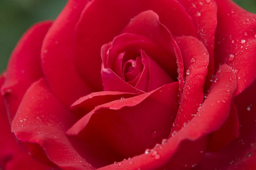 роза в зелени - оригинал