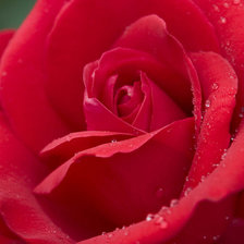 Схема вышивки «роза в зелени»