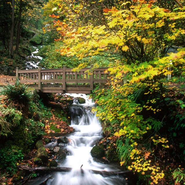 мост в лесу - лес, пейзаж, мост - оригинал
