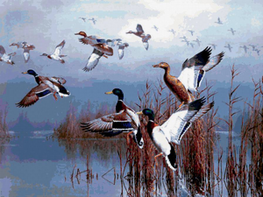 Серия : Птицы - утки - предпросмотр