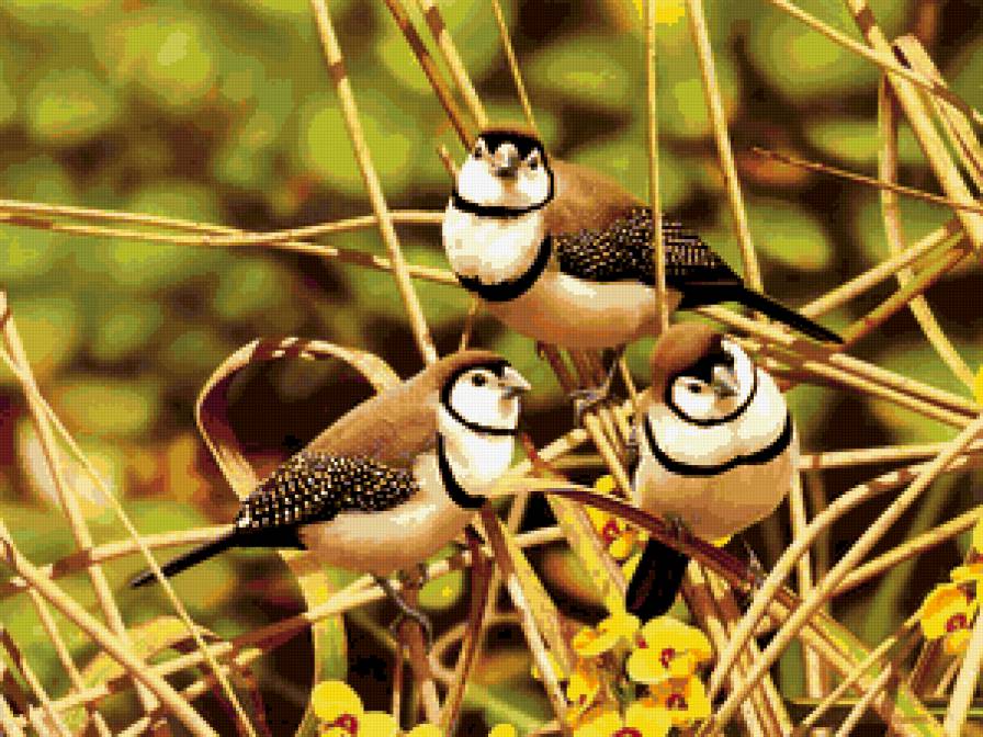 Серия : Птицы - птички - предпросмотр