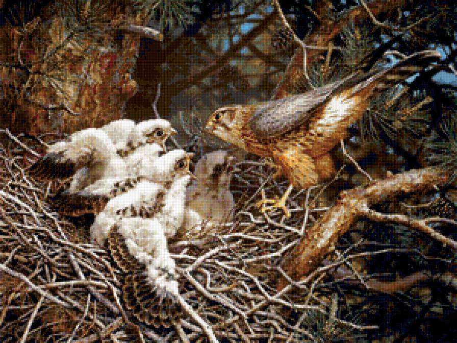 Серия : Птицы - семья - предпросмотр