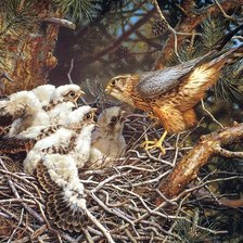 Схема вышивки «Серия : Птицы»