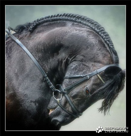 Вороной - лошадь - оригинал