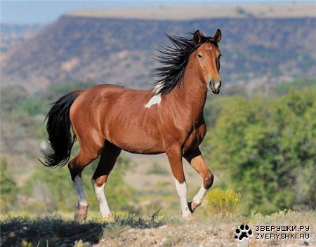 Лошадь - оригинал