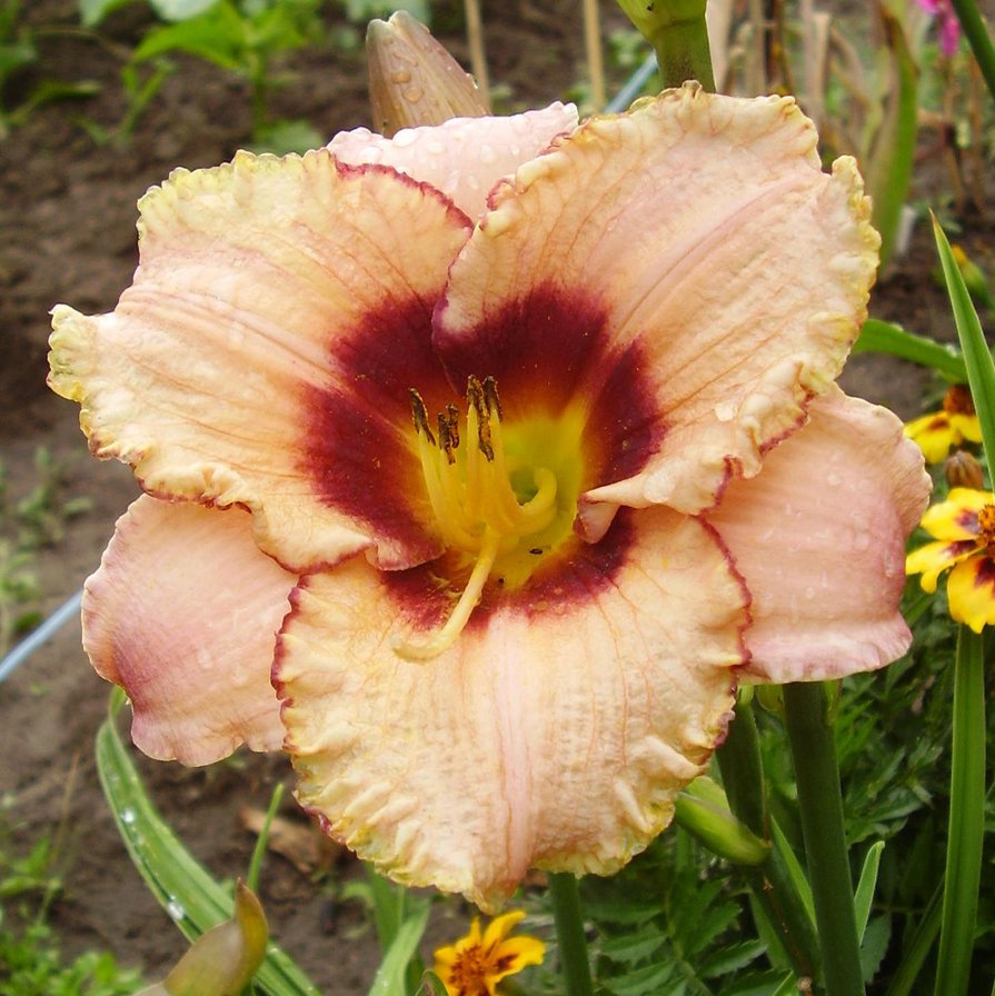 Лилейник "Awesome Blossom" - подушка, цветы - оригинал