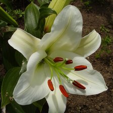 Схема вышивки «Белая лилия»