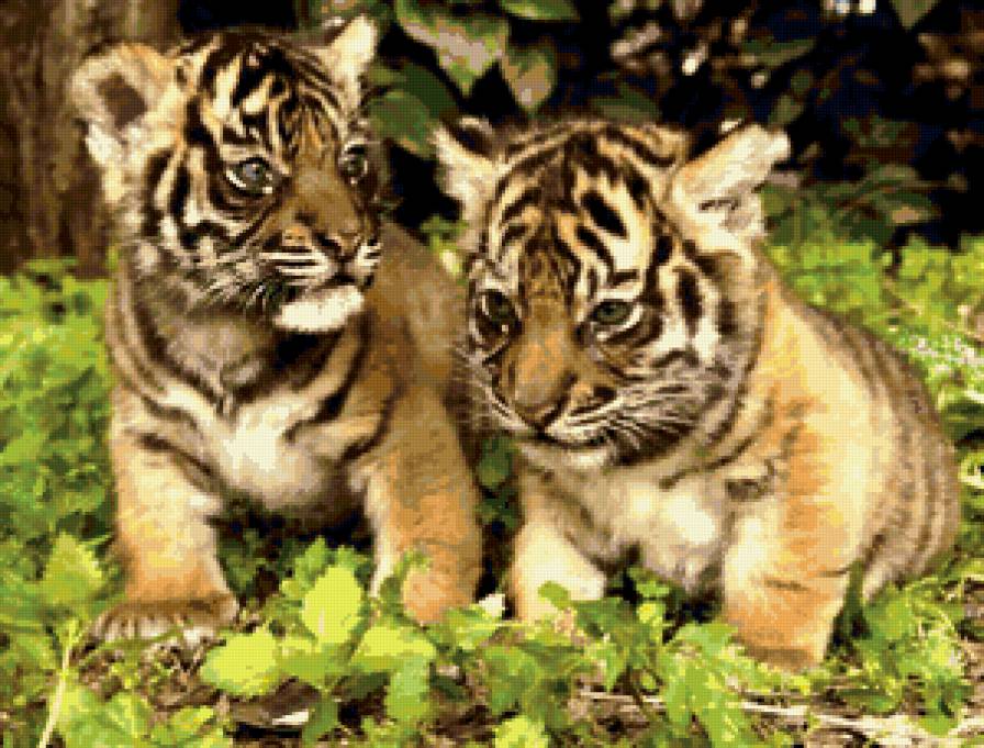 Тигрята - тигр, животные - предпросмотр