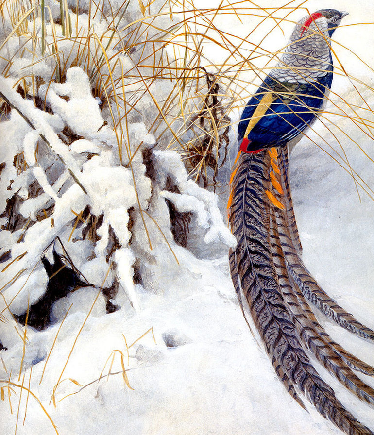 Серия : Птицы - оригинал