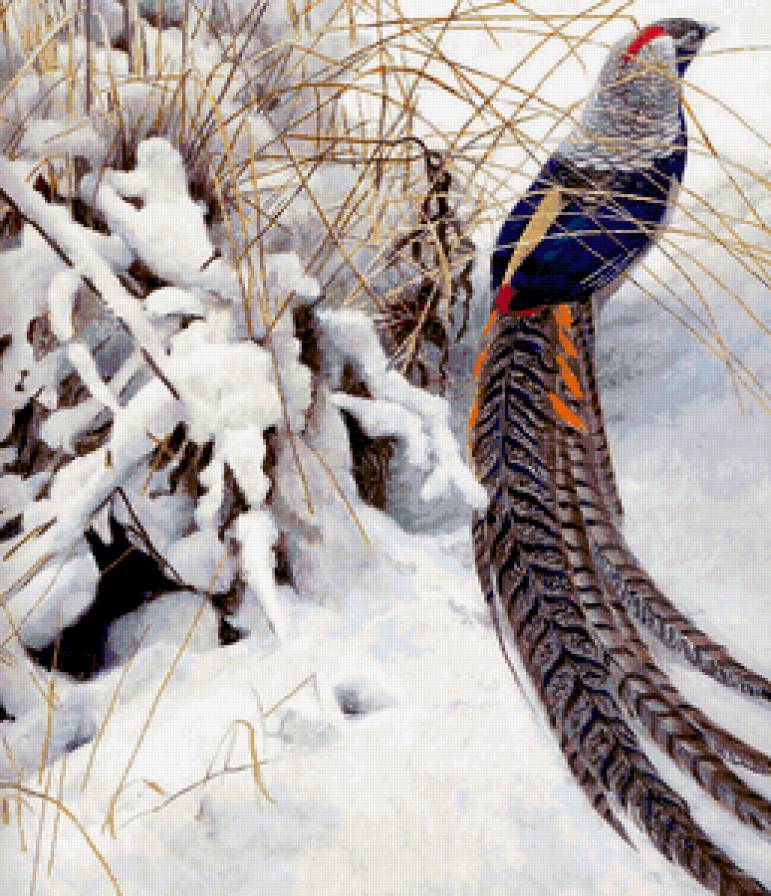 Серия : Птицы - предпросмотр