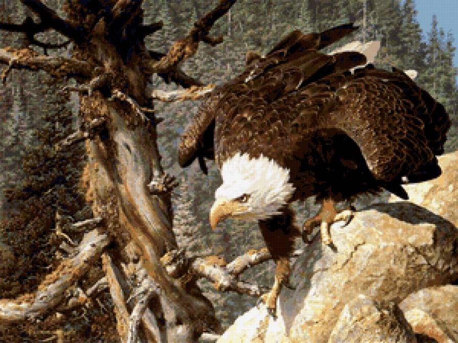 Серия : Птицы - орел - предпросмотр