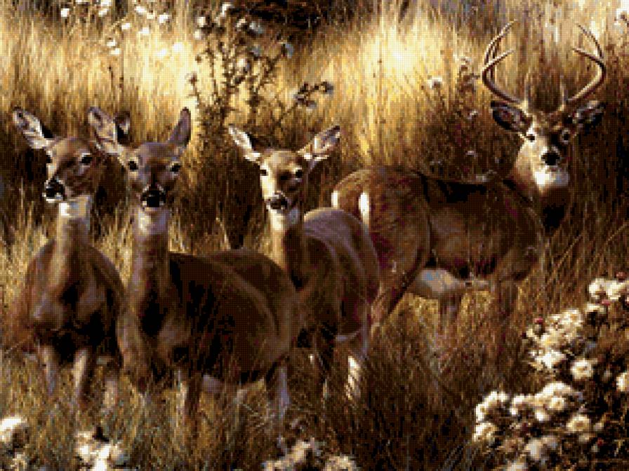 Олени - олени - предпросмотр