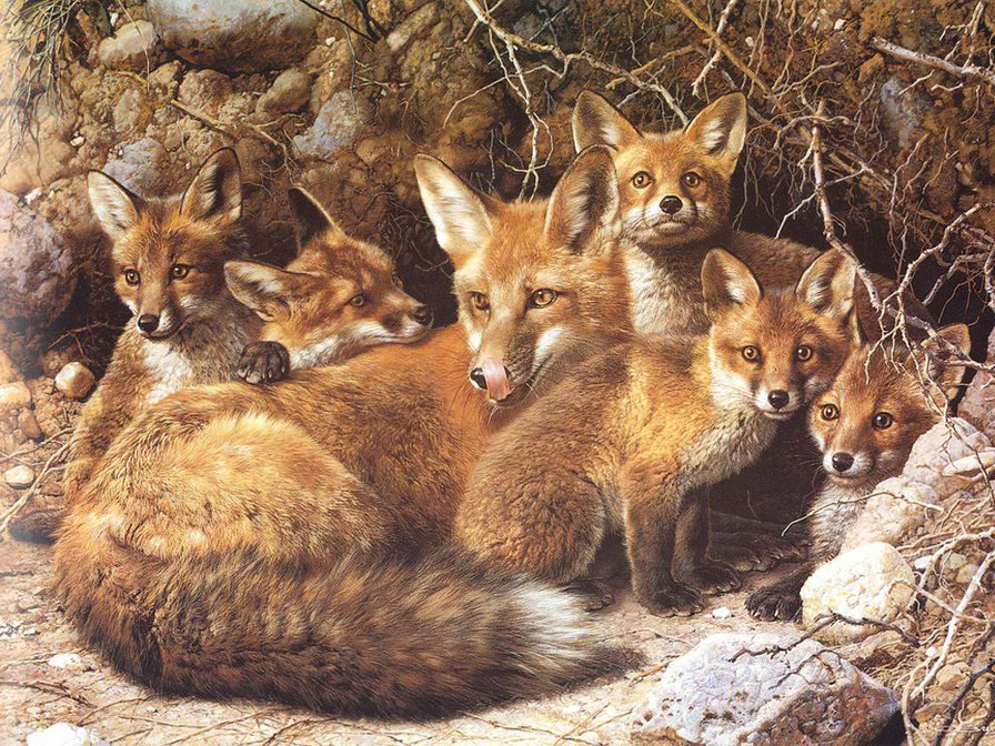 Выводок - лисы, животные - оригинал