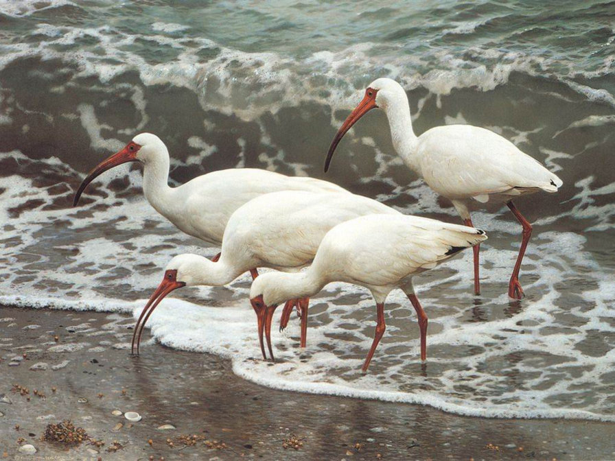 Серия : Птицы - оригинал