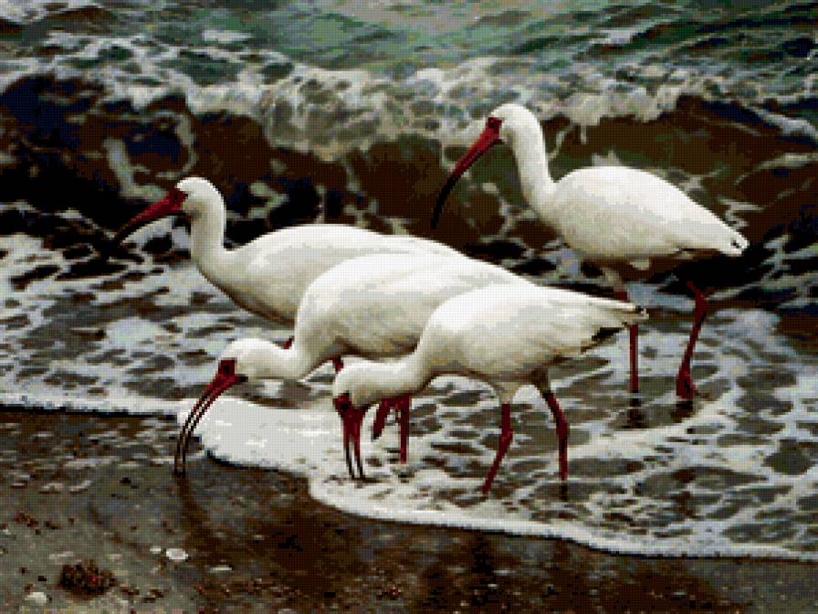 Серия : Птицы - предпросмотр