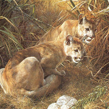 Схема вышивки «Пумы»