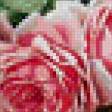 Предпросмотр схемы вышивки «Прекрасные розы от Логнре 2» (№178922)