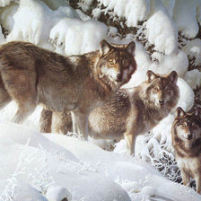 Схема вышивки «Волки»