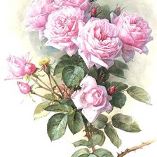 Прекрасные розы от Лонгре 3