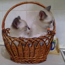 Схема вышивки «мои котятки»